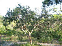 Eucalyptus parramattensis tree shape