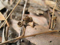 Eucalyptus propinqua fruit