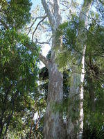 Eucalyptus tereticornis - Forest Red Gum