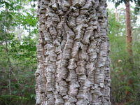 All trees EXCEPT eucalypts