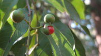 Alectryon subcinereus - Native Quince
