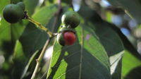 Alectryon subcinereus fruit