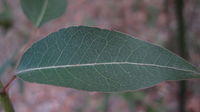 Brachychiton populneus leaf from young plant
