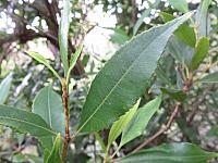 Ceratopetalum apetalum (2)