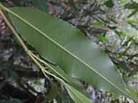 Ceratopetalum apetalum (3)