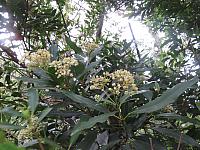Ceratopetalum apetalum (4)