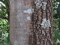 Ceratopetalum apetalum (6)