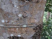 Ceratopetalum apetalum (7)