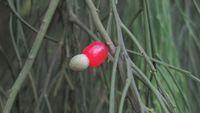Exocarpus cupressiformis ripe fruit