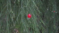 Exocarpus cupressiformis ripe fruit