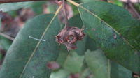 Syncarpia glomulifera - Turpentine