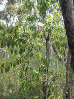 Xylomelum pyriforme tree
