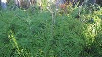 Identify a FERN, CYCAD or PALM