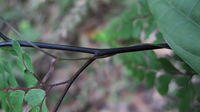 Adiantum formosum stem