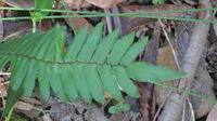 Blechnum ambiguum 