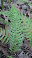 Doodia aspera frond