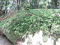 Hymenophyllum cupressiforme