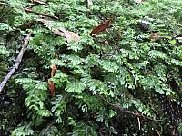 Hymenophyllum cupressiforme (7)