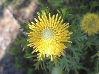 Identify a FLOWER