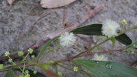 Acacia binervata flowers