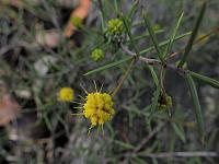 Acacia echinula (17)