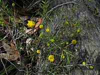 Acacia echinula (5)