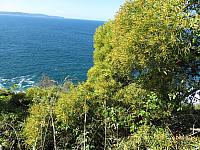 Acacia leiocalyx (1)