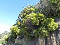 Acacia leiocalyx (7)