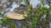 Acacia baueri buds