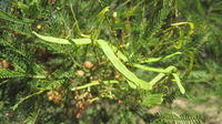 Acacia decurrens pods