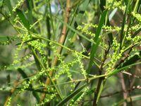 Acacia longissima buds