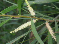 Acacia maidenii flowers