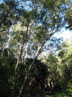 Acacia melanoxylon habit and habitat