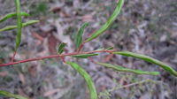 Acacia myrtifolia green pods