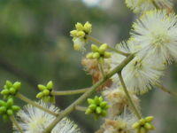 Acacia terminalis buds 