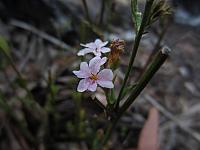 Dampiera stricta PINK (1)