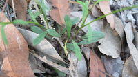 Brachycome angustifolia leaves