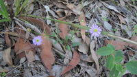 Brachycome angustifolia plant shape