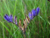 Burmannia disticha flower and fruit