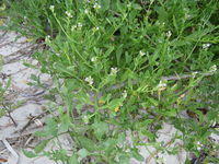 Cakile edentula habit