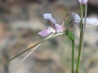 Diuris punctata 