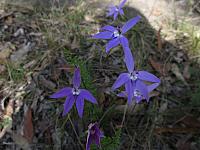 Glossodia major (10)