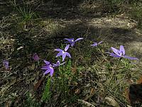 Glossodia major (15)