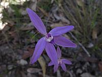 Glossodia major (6)