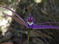 Glossodia major (8)