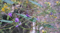 Hardenbergia violacea (7).JPG