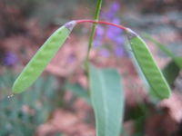 Hardenbergia violacea.JPG
