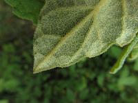 Olearia tomentosa (1)