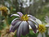 Olearia tomentosa (11)