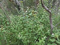 Olearia tomentosa (2)
